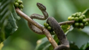 cobra peconhenta enrolada em galho de planta em area de mata com comportamento de ataque